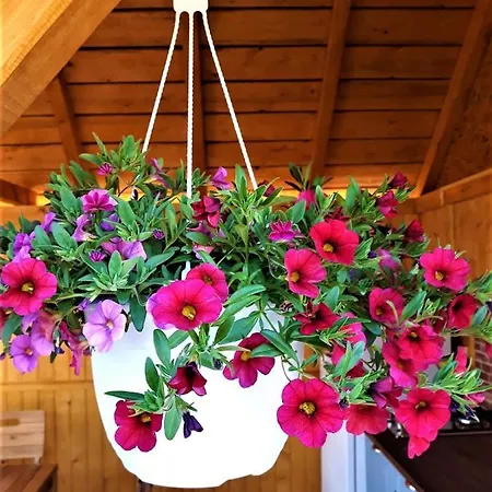 Сasa de vacaciones Casa Pavel